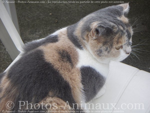 Photo de Scottish fold