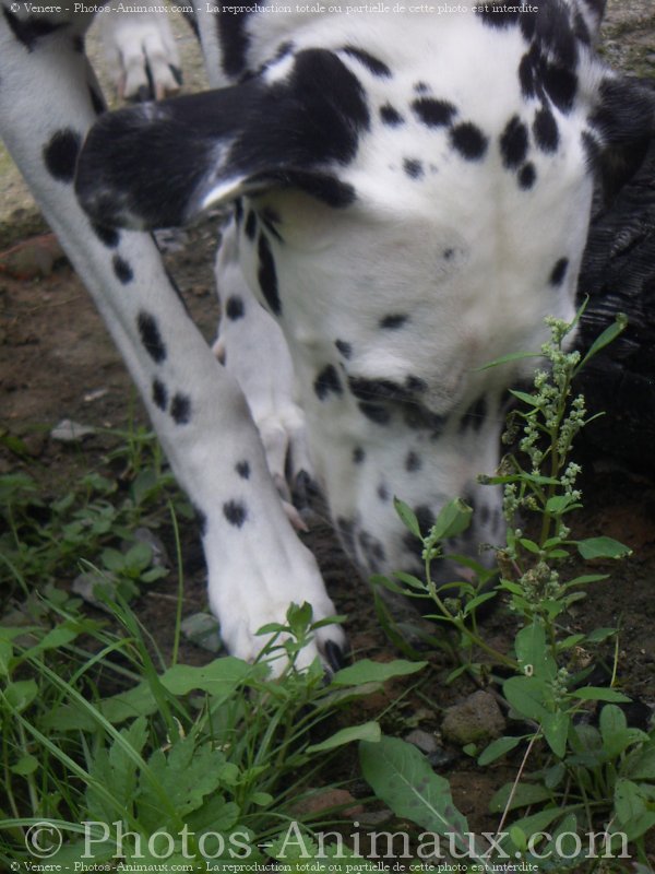 Photo de Dalmatien