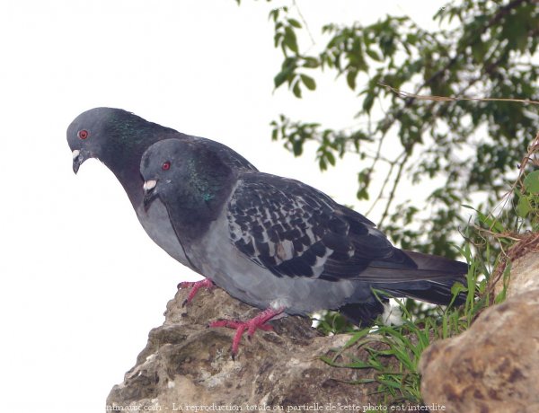 Photo de Pigeon