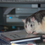 Photo de Rat