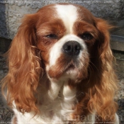 Photo de Cavalier king charles spaniel