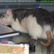 Photo de Rat