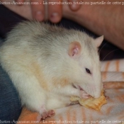 Photo de Rat