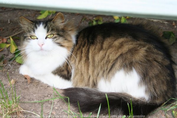 Photo de Chat domestique