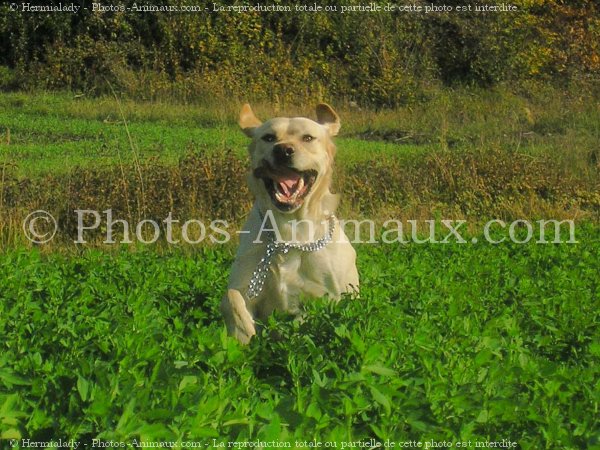 Photo de Labrador retriever