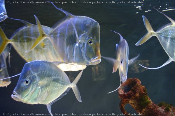 Photo de Poissons exotiques