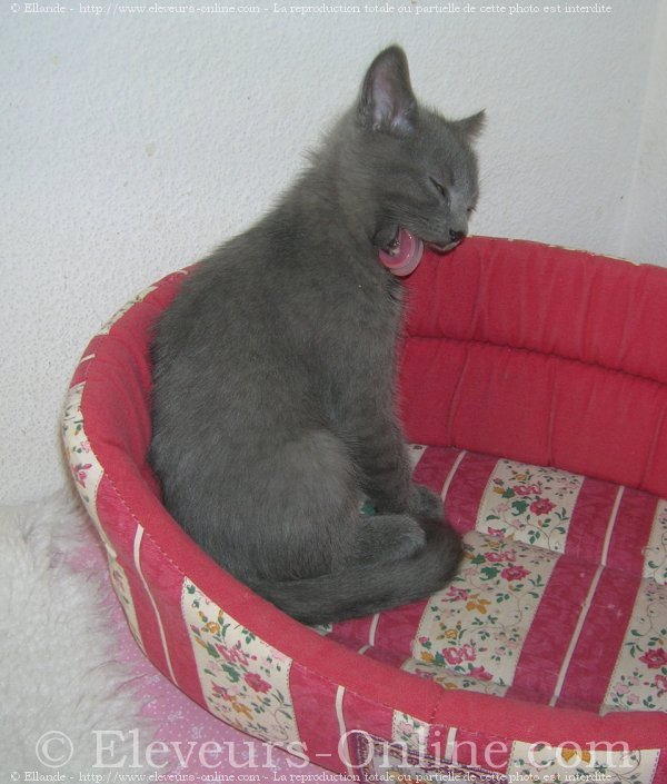 Photo de Chartreux