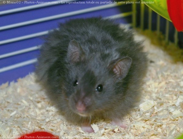 Photo de Hamster