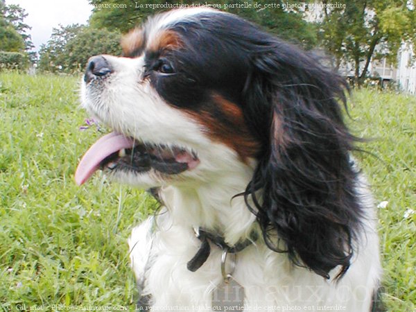 Photo de Cavalier king charles spaniel