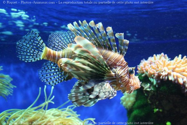 Photo de Poissons exotiques