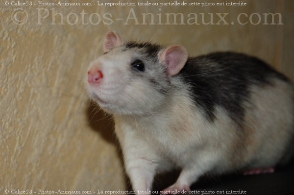 Photo de Rat