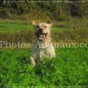 Photo de Labrador retriever