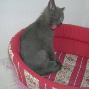 Photo de Chartreux