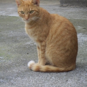 Photo de Chat domestique