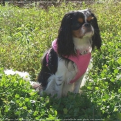 Photo de King charles spaniel