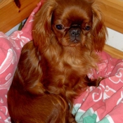 Photo de King charles spaniel