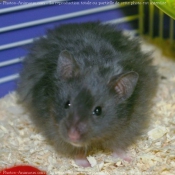 Photo de Hamster