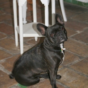 Photo de Bouledogue franais