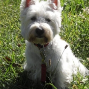 Photo de West highland white terrier