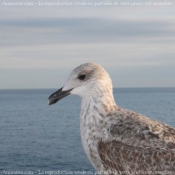 Photo de Mouette