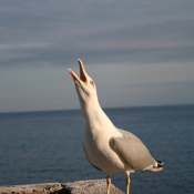 Photo de Mouette