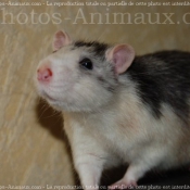 Photo de Rat