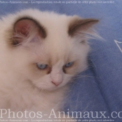 Photo de Ragdoll