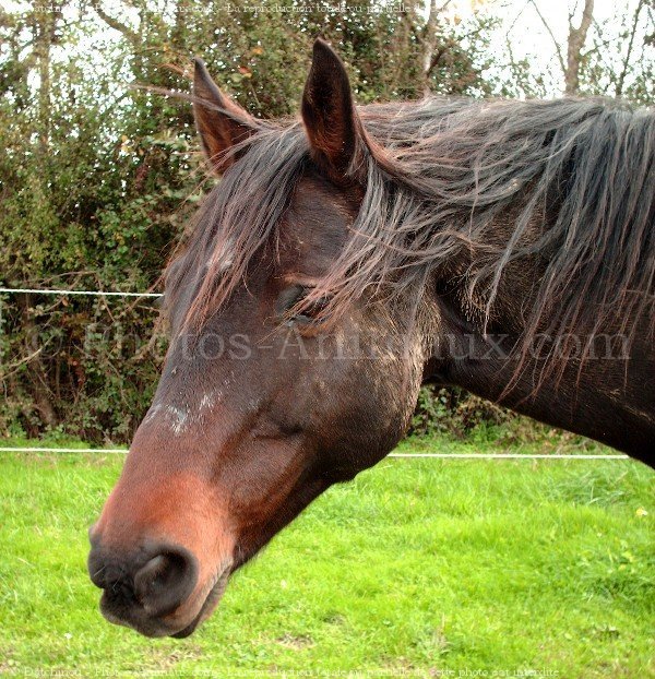 Photo de Trotteur franais