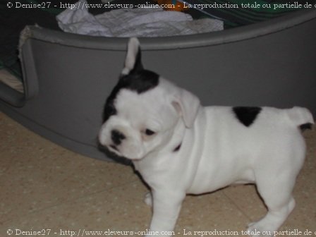 Photo de Bouledogue franais