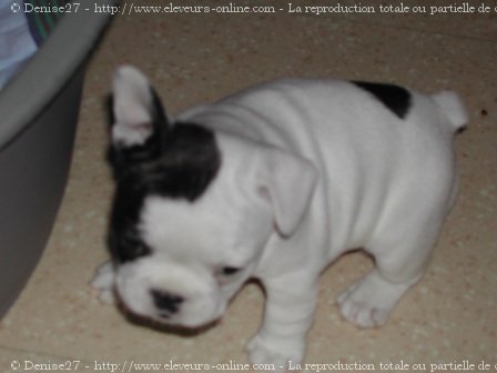 Photo de Bouledogue franais