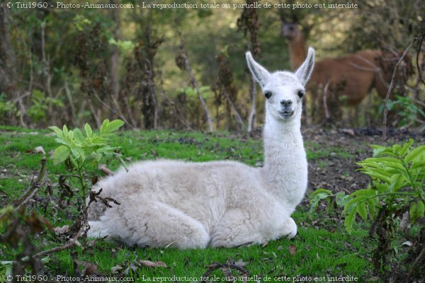 Photo De Lama Bebe Lama N 3771 Sur Photos Animaux Com