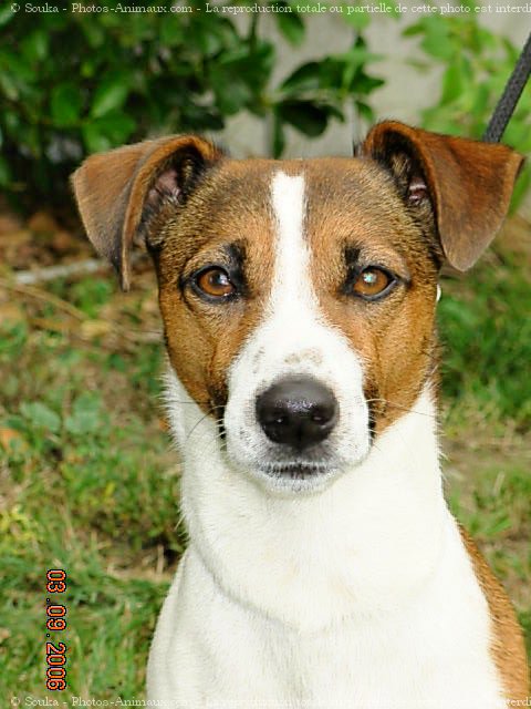 Photo de Jack russell terrier