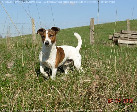 Photo de Jack russell terrier