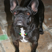 Photo de Bouledogue franais