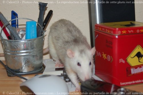 Photo de Rat