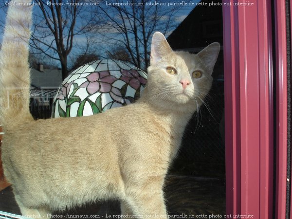 Photo de Chat domestique