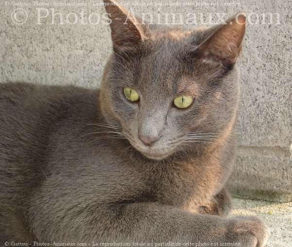 Photo de Chat domestique