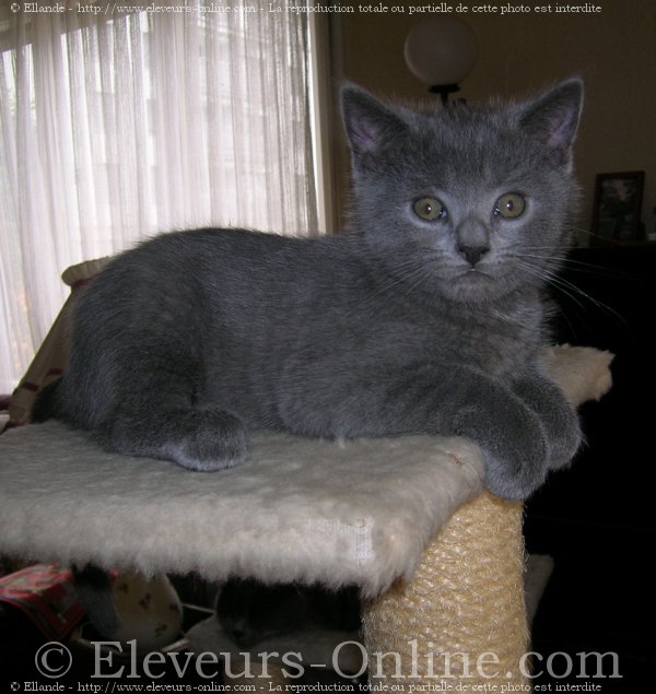 Photo de Chartreux