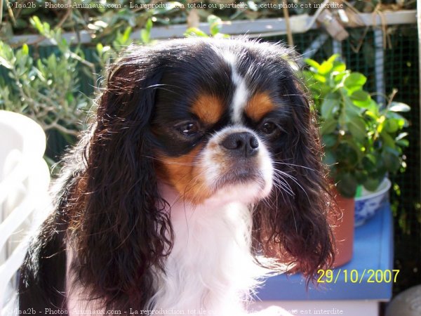 Photo de King charles spaniel