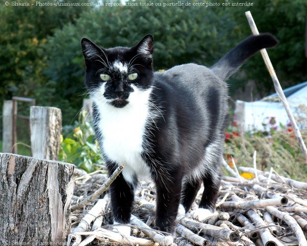 Photo de Chat domestique