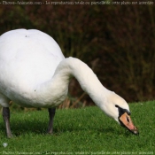 Photo de Cygne