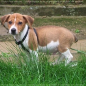 Photo de Jack russell terrier