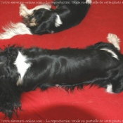 Photo de Cavalier king charles spaniel