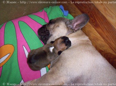 Photo de Bouledogue franais