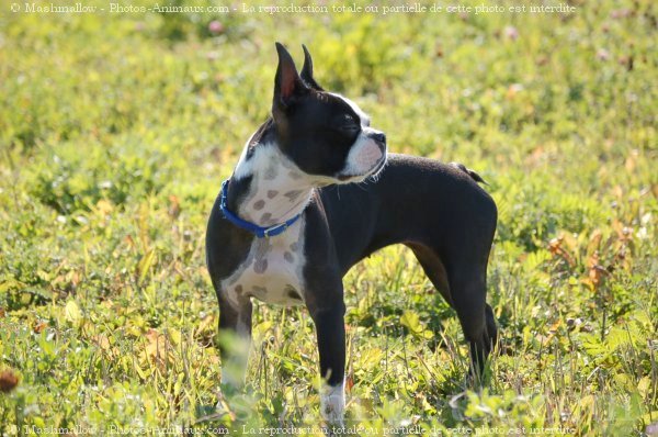 Photo de Boston terrier