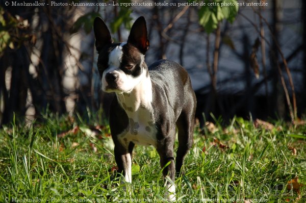 Photo de Boston terrier