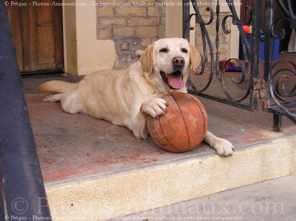 Photo de Labrador retriever