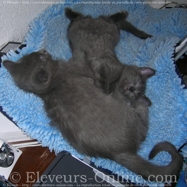 Photo de Chartreux