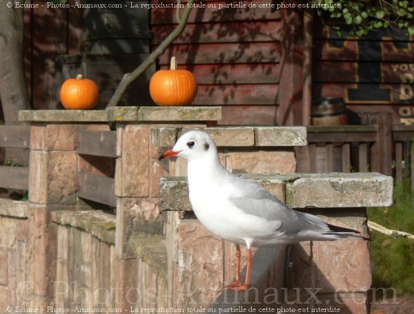 Photo de Mouette