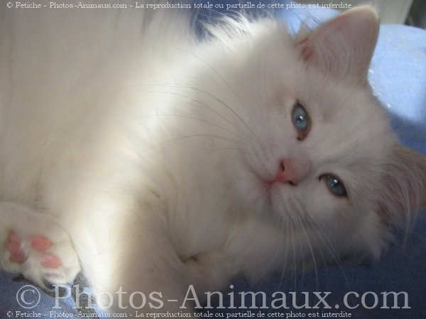 Photo de Ragdoll